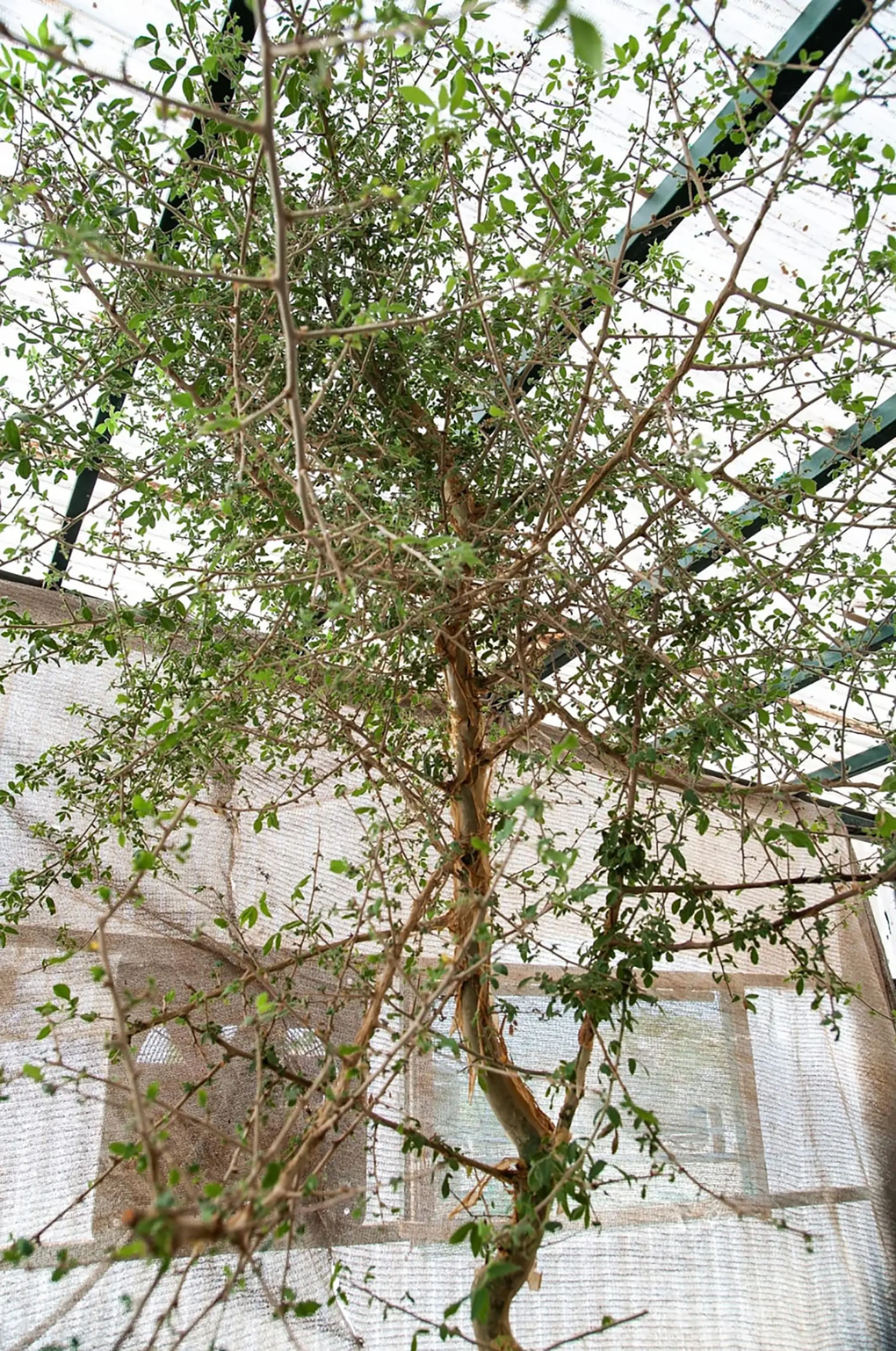 Hồi sinh hạt giống 1.000 năm của loài cây bí ẩn trong Kinh thánh - 3 Hồi sinh hạt giống 1.000 năm của loài cây bí ẩn trong Kinh thánh - 3
